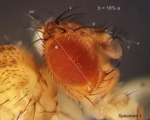 Drosophila mercatorum